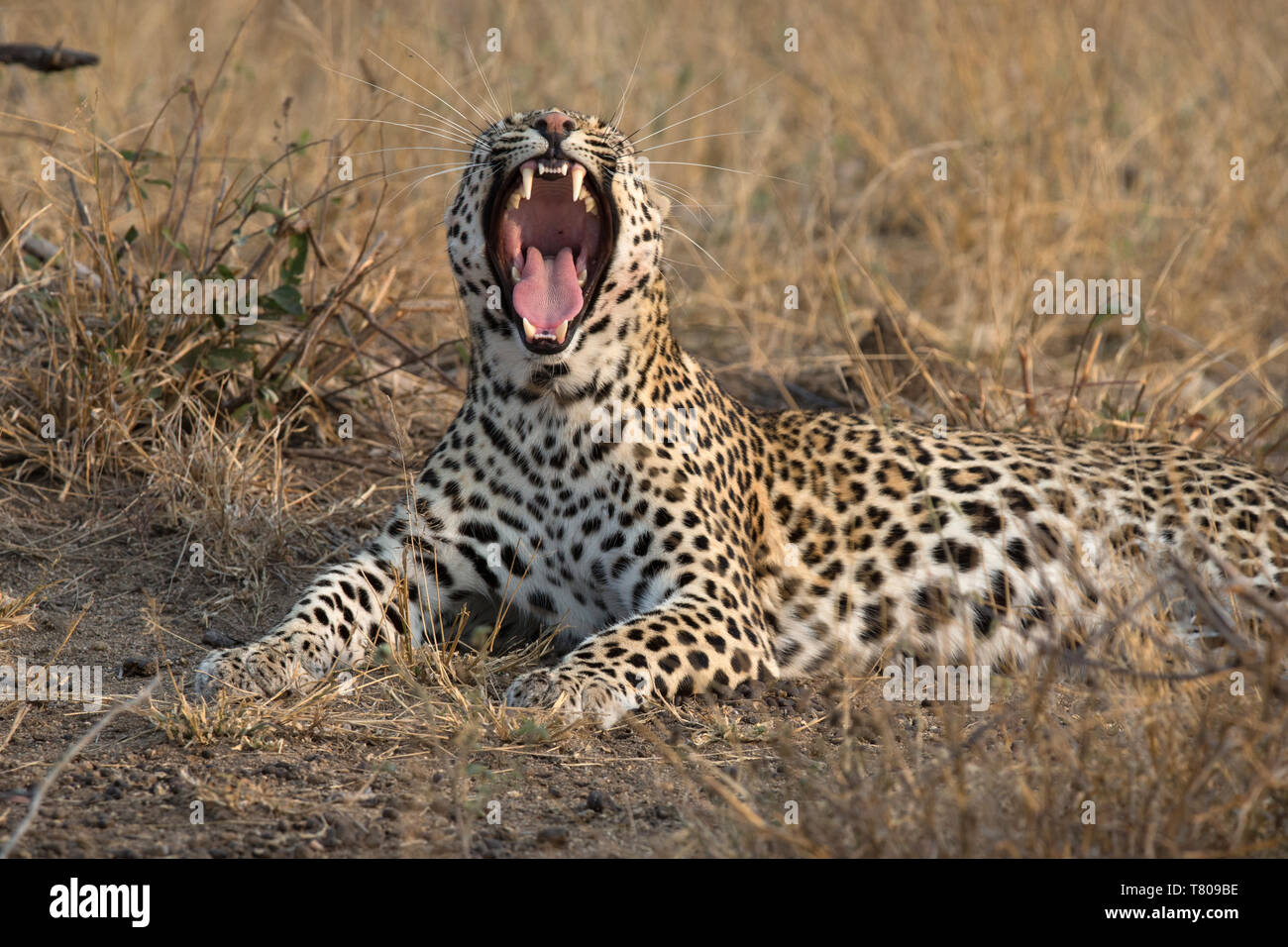 African Leopard (Panthera pardus) nella savana, Parco Nazionale Kruger, Sud-Africa, Africa Foto Stock