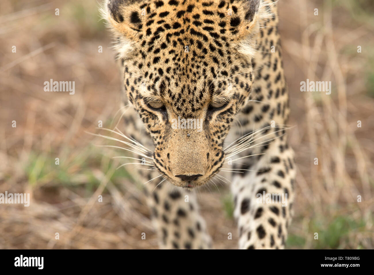 African Leopard (Panthera pardus) nella savana, Parco Nazionale Kruger, Sud-Africa, Africa Foto Stock