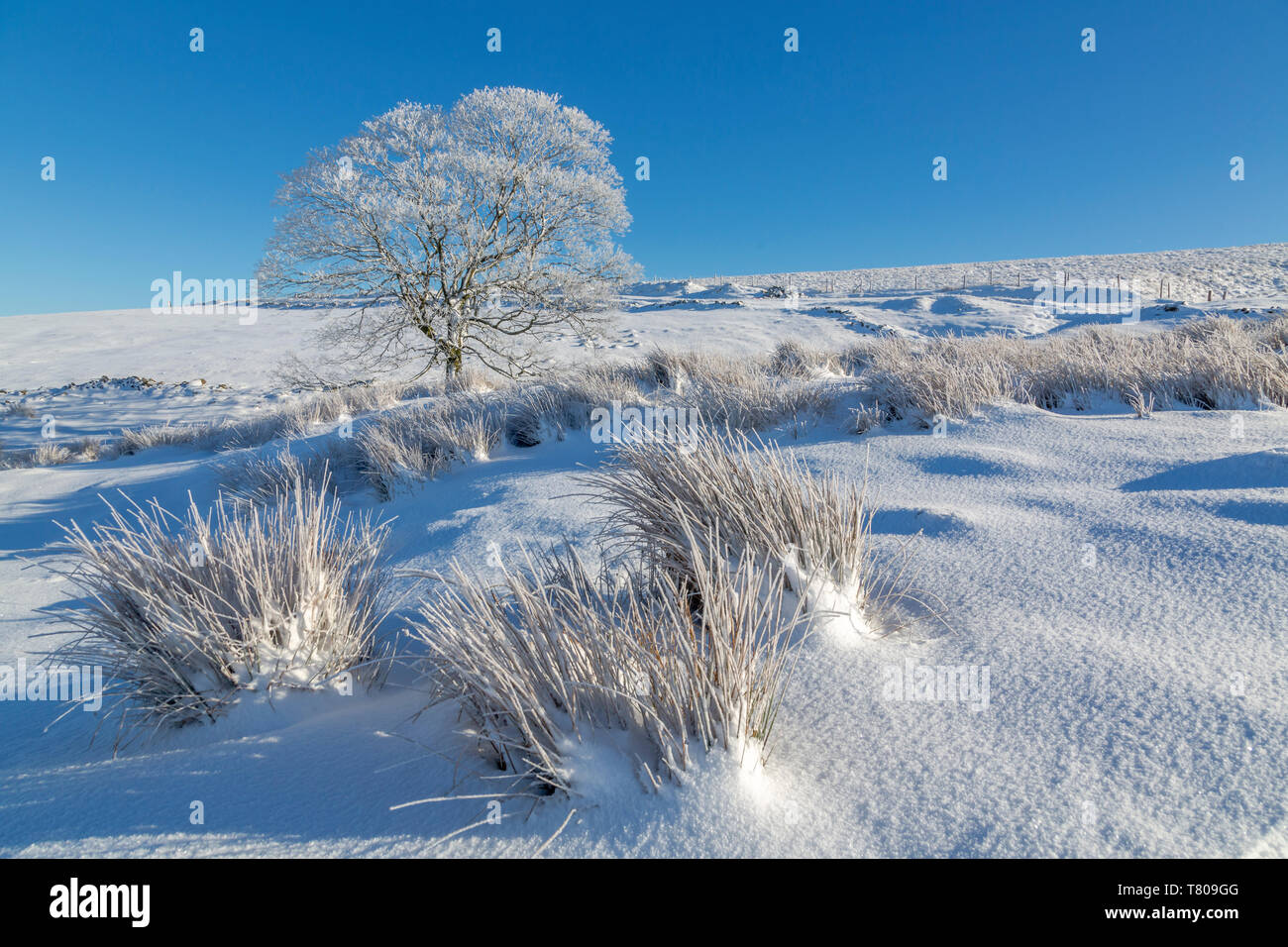 Vista panoramica della struttura congelati in paesaggi innevati vicino a Buxton, High Peak, Derbyshire, England, Regno Unito, Europa Foto Stock