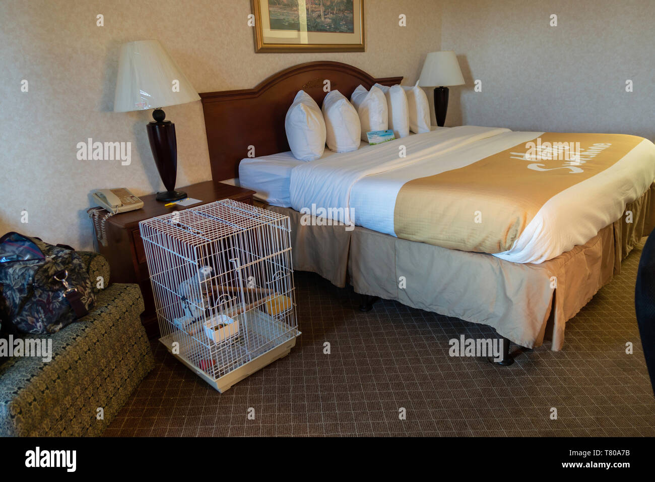 Days Inn pet friendly hotel camera con un pappagallo grigio africano in una gabbia. Arkansas, Stati Uniti d'America. Foto Stock