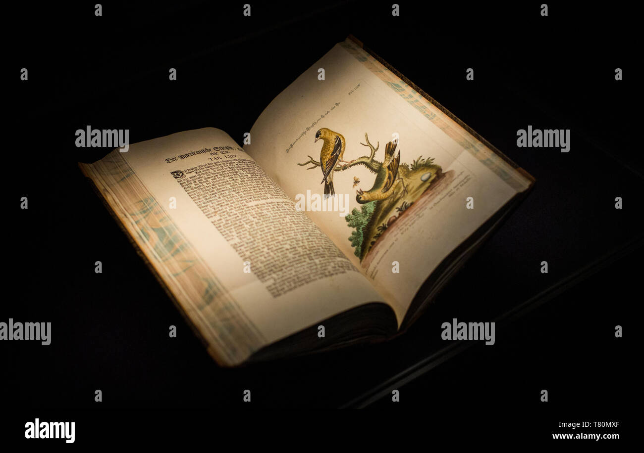 Dresden, Germania. Il 10 maggio, 2019. Vista del libro 'Raccolta di vari estera e di uccelli rari' da George Edwards e Mark Catesby dal 1770 nella mostra "Grenzenlos sammeln. Rarità provenienti da paesi lontani' nel libro museo della Biblioteca di Stato della Sassonia (fiammato). Il museo visualizza ora racconti di viaggio, tableaux, trattati e altri documenti scritti da tutto il mondo che sono fino a 4000 anni. Credito: Oliver Killig/dpa-Zentralbild/dpa/Alamy Live News Foto Stock