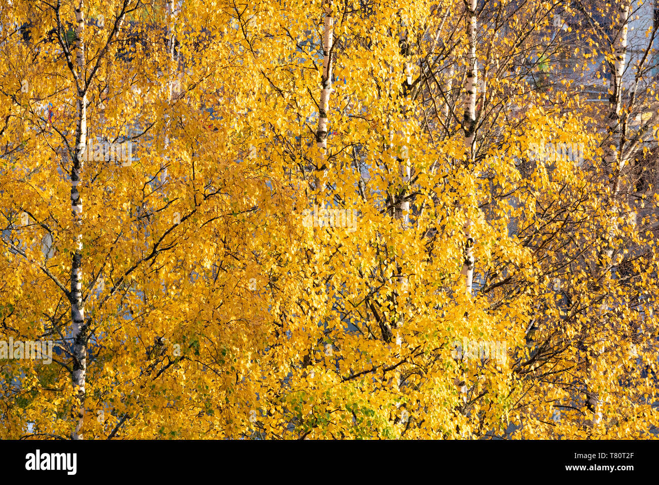 Betulla top contro il cielo nuvoloso Foto Stock