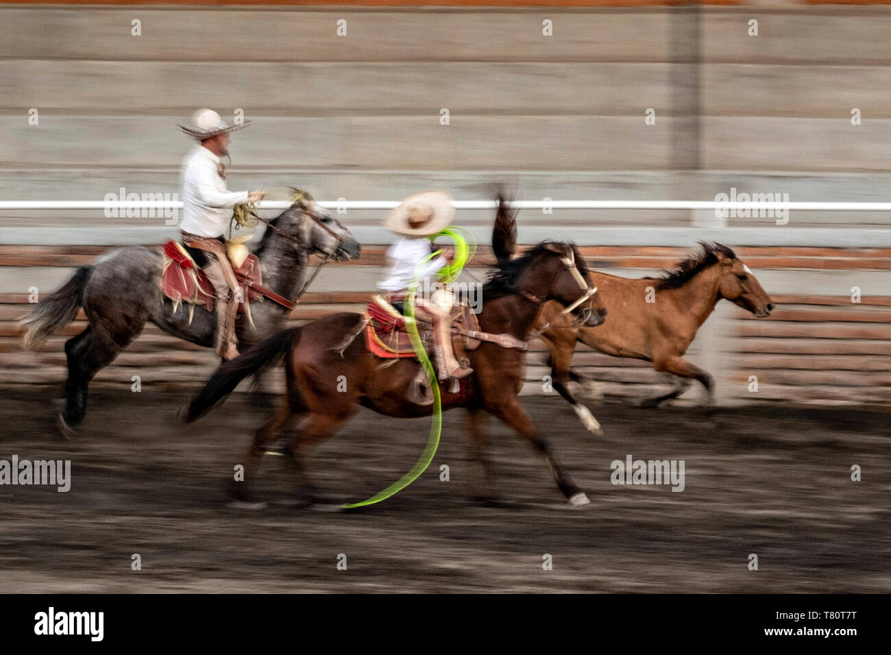 I membri della leggendaria famiglia Franco di Charro champions chase a selvatica mare intorno all'arena durante una sessione di prove libere in Jalisco Highlands città di Capilla de Guadalupe, in Messico. Il caso di funi è chiamato Manganas un Caballo o Roping a cavallo e coinvolge un charro a cavallo di roping una selvaggia mare dalle sue gambe anteriori a farla cadere e rotolare una volta. Foto Stock