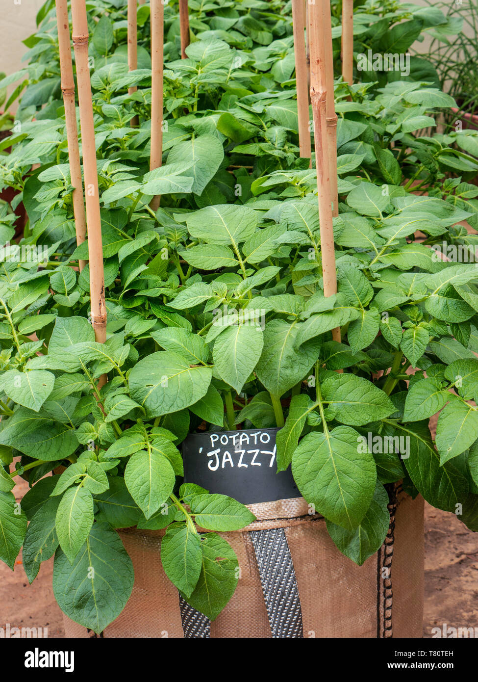 Potato Jazzy nel crescere sacco 8 litro, stagione primavera piantando, home crescita e fioritura in una situazione di serra. Foto Stock