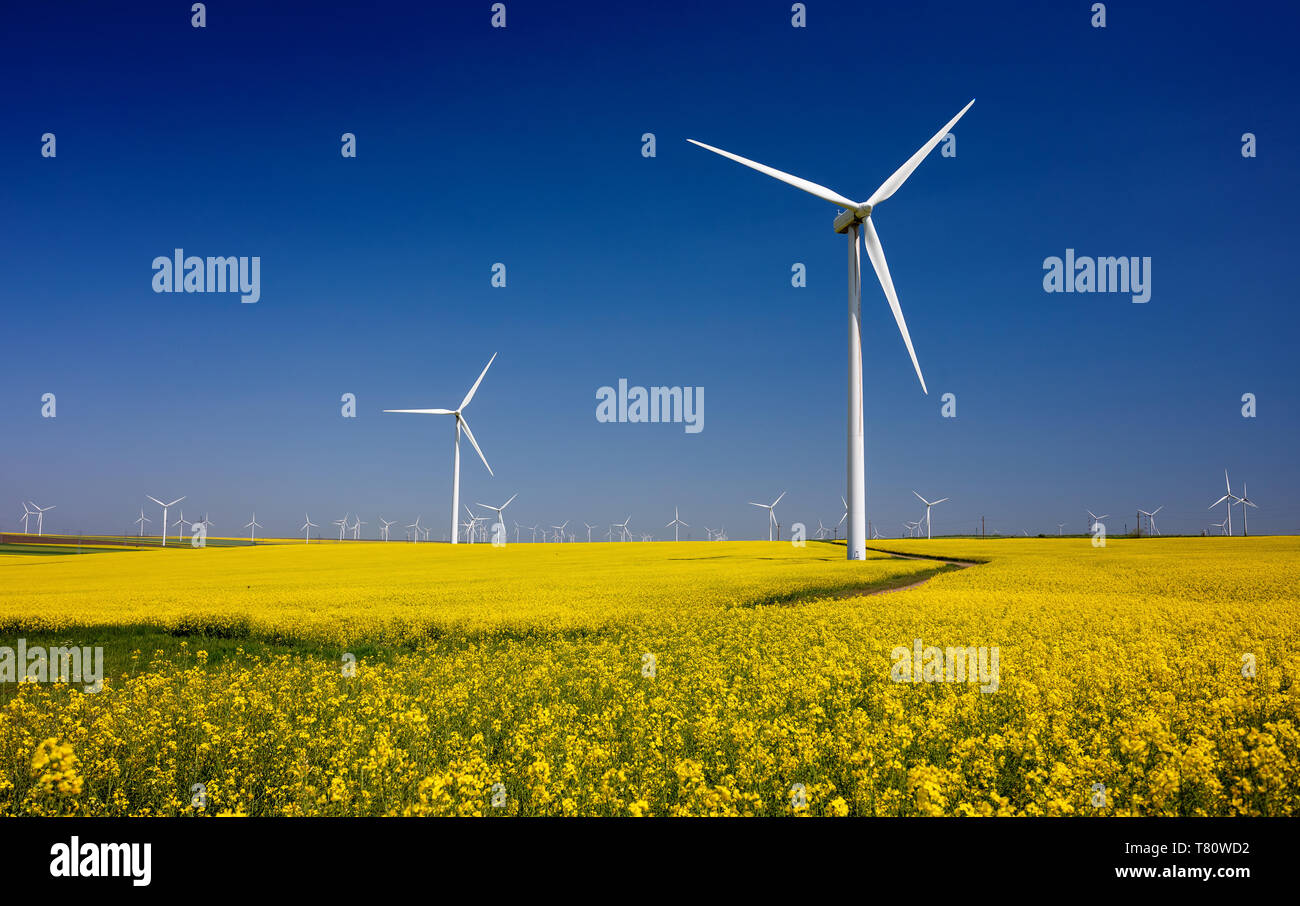 Le turbine eoliche su campi con mulini a vento nella regione rumena Dobrogea. Campo di colza in fiore. Fonti di energia rinnovabili. Proteggere l'ambiente. Foto Stock