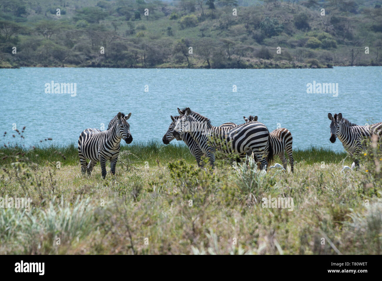 Branco di zebra africane sul lago blu in Tanzania, Africa Foto Stock