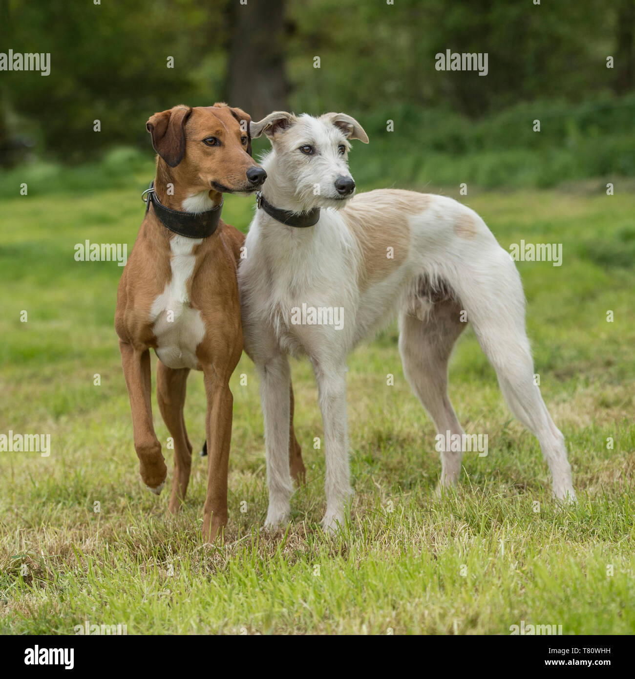 due lurchers Foto Stock