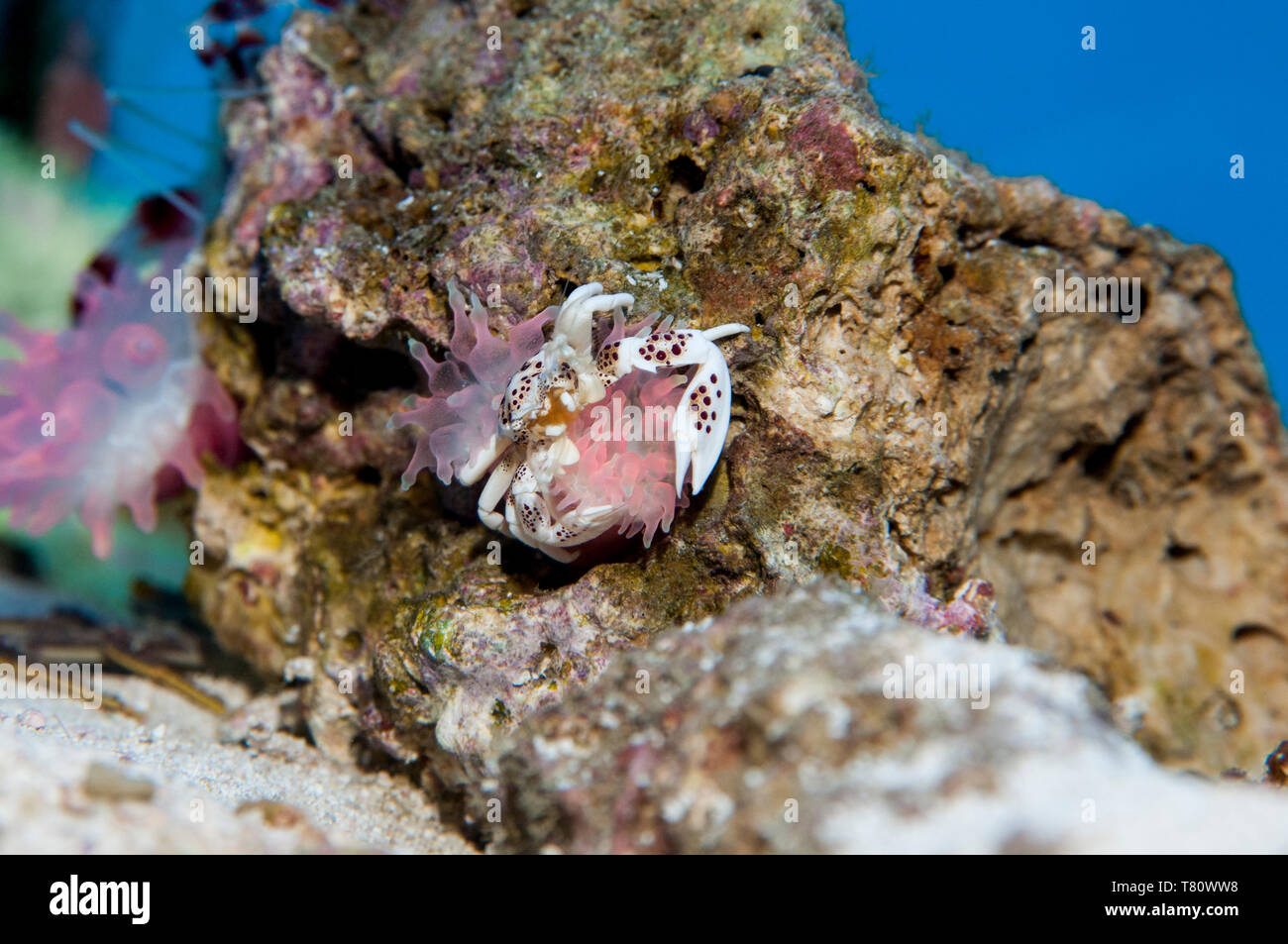 Minnesota. Acquario granchio. Porcellana Granchio Anemone, Neopetrolisthes ohshimai con anemoni di mare. Foto Stock