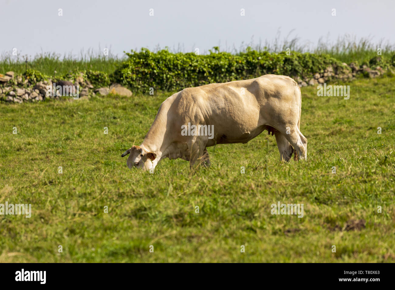 Bull (COW) allevati su prato verde. Cantabria. Foto Stock