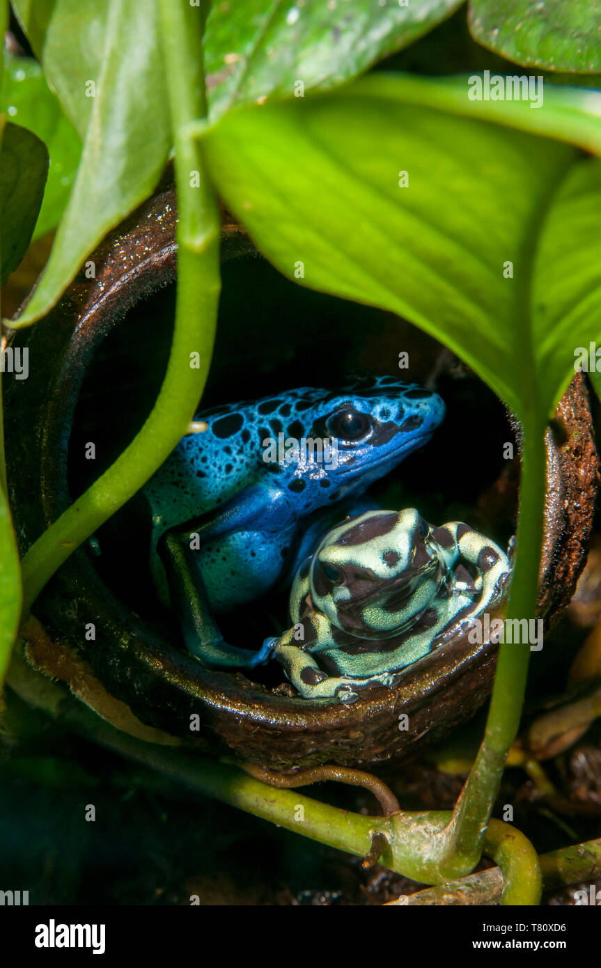 San Paolo, Minnesota. Como Park la foresta pluviale tropicale presentano. Blue poison dart frog; Dendrobates tinctorius azureus e una verde e nero poison dart f Foto Stock