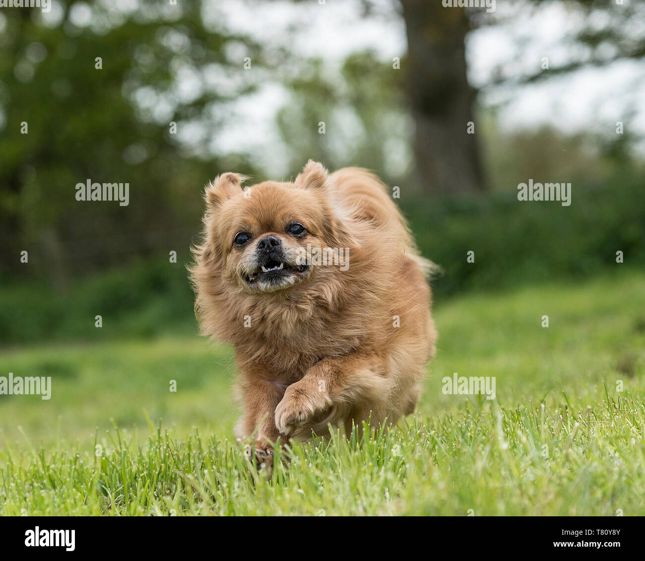 Il tibetano spaniel cane Foto Stock