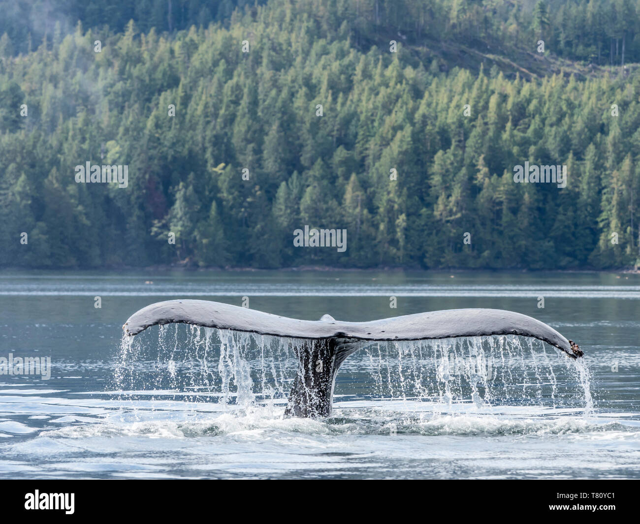 Un lone Humpback Whale (Megaptera novaeangliae), passera nera fino a immergersi in Graham raggiungere, British Columbia, Canada, America del Nord Foto Stock