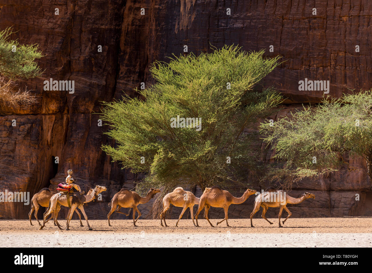 Camel caravan, guelta d'Archei waterhole, Ennedi altopiano, Sito Patrimonio Mondiale dell'UNESCO, Ciad, Africa Foto Stock