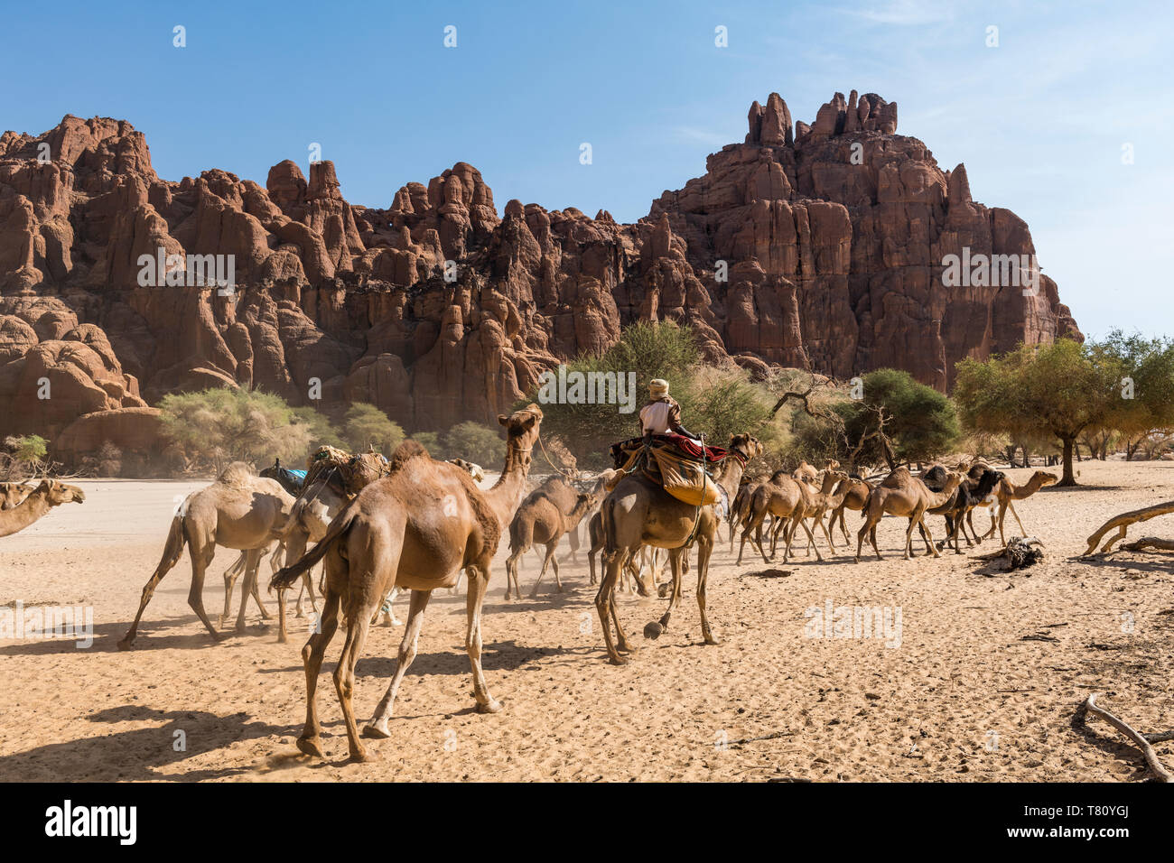 Camel caravan, guelta d'Archei waterhole, Ennedi altopiano, Sito Patrimonio Mondiale dell'UNESCO, Ciad, Africa Foto Stock