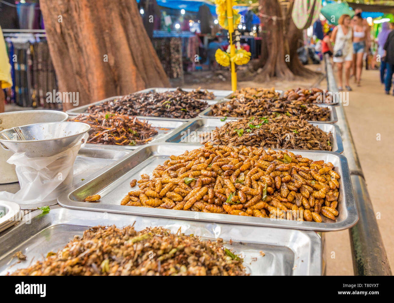 Una bancarella vendendo diversi insetti nel mercato notturno di Kamala in Phuket, Thailandia, Sud-est asiatico, in Asia Foto Stock