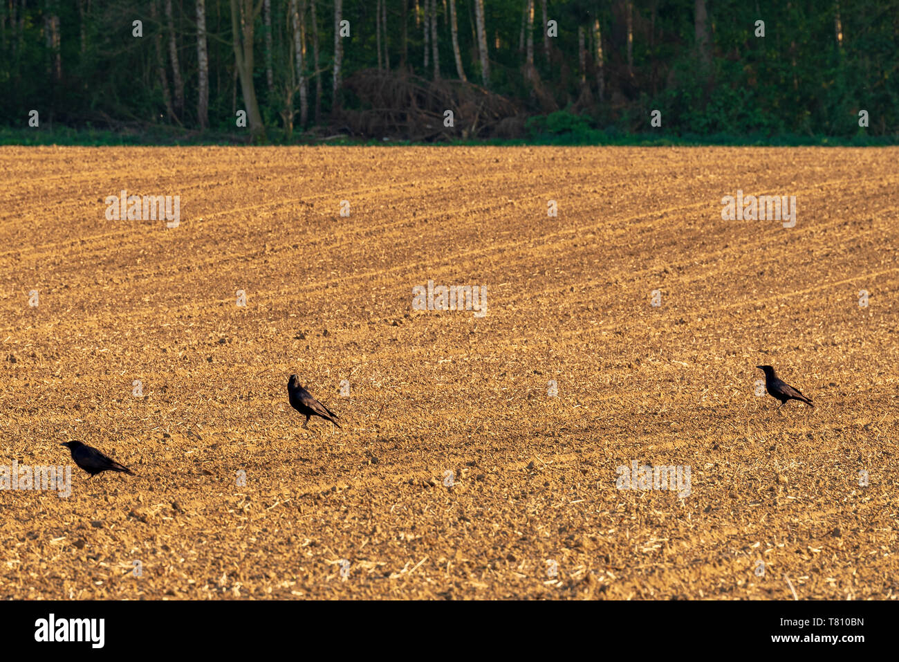 Tre comuni corvi, Corvus corax, su un fresco erpicò campo in primavera Foto Stock