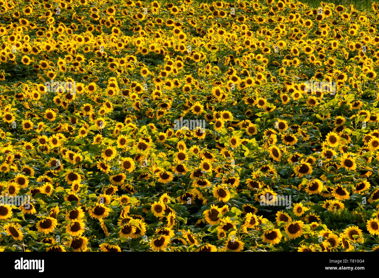 Il lago a gomito, Minnesota. Campo di girasole. Foto Stock