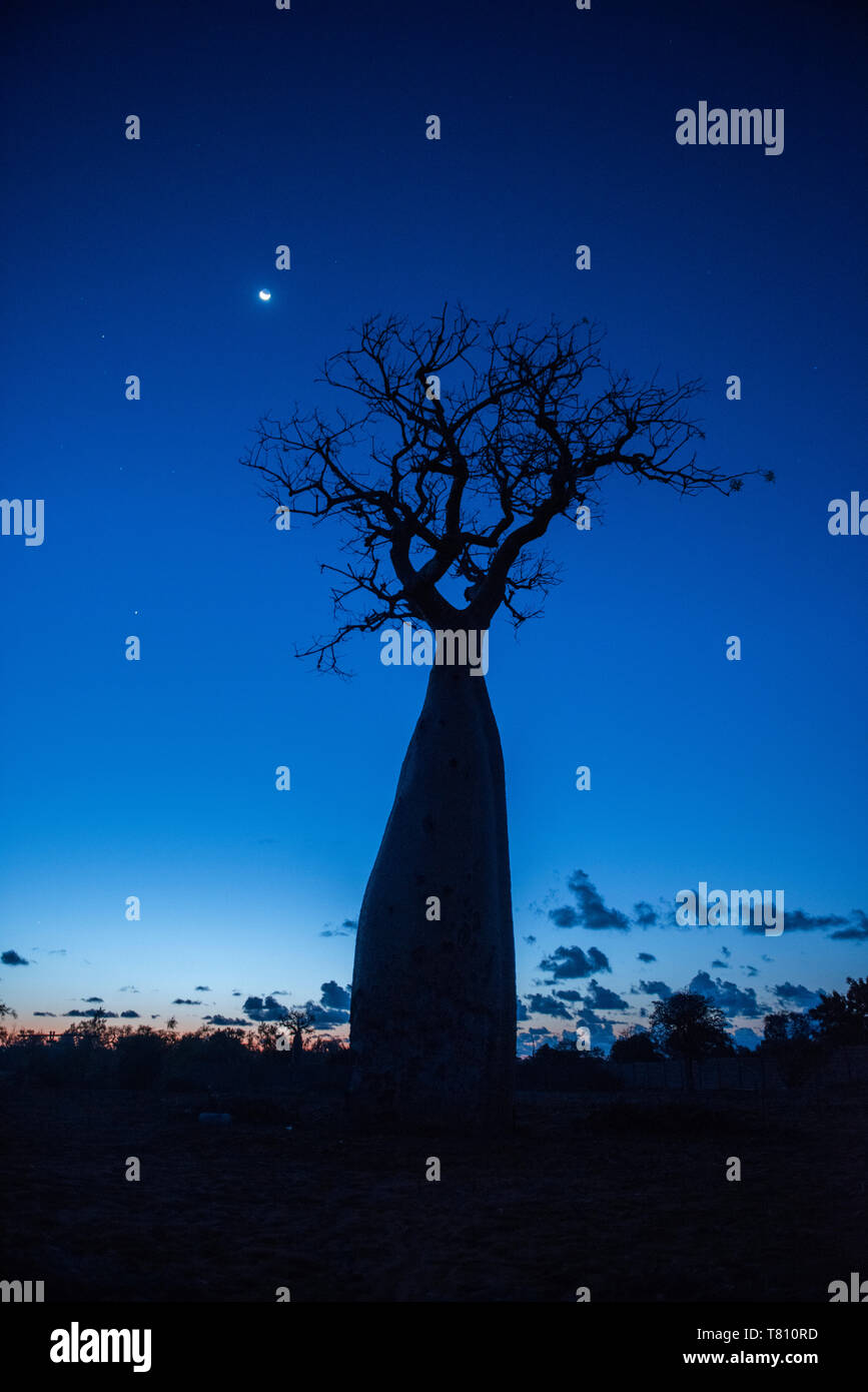 Baobab di notte in una foresta spinosa riserva, Ifaty, Madagascar, Africa Foto Stock