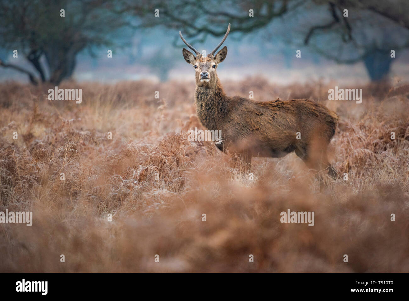 Il cervo (Cervus elaphus) in Richmond Park, Richmond, London, England, Regno Unito, Europa Foto Stock