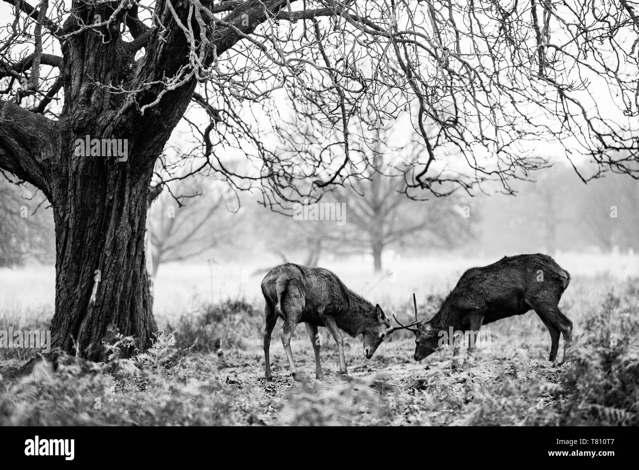 Il cervo (Cervus elaphus) in Richmond Park, Richmond, London, England, Regno Unito, Europa Foto Stock