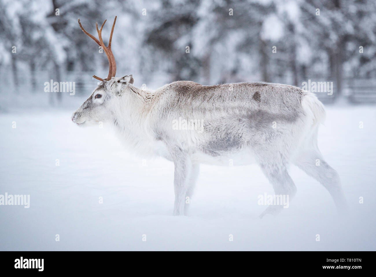 La renna a Torassieppi fattoria di renne, Lapponia, Finlandia, Europa Foto Stock