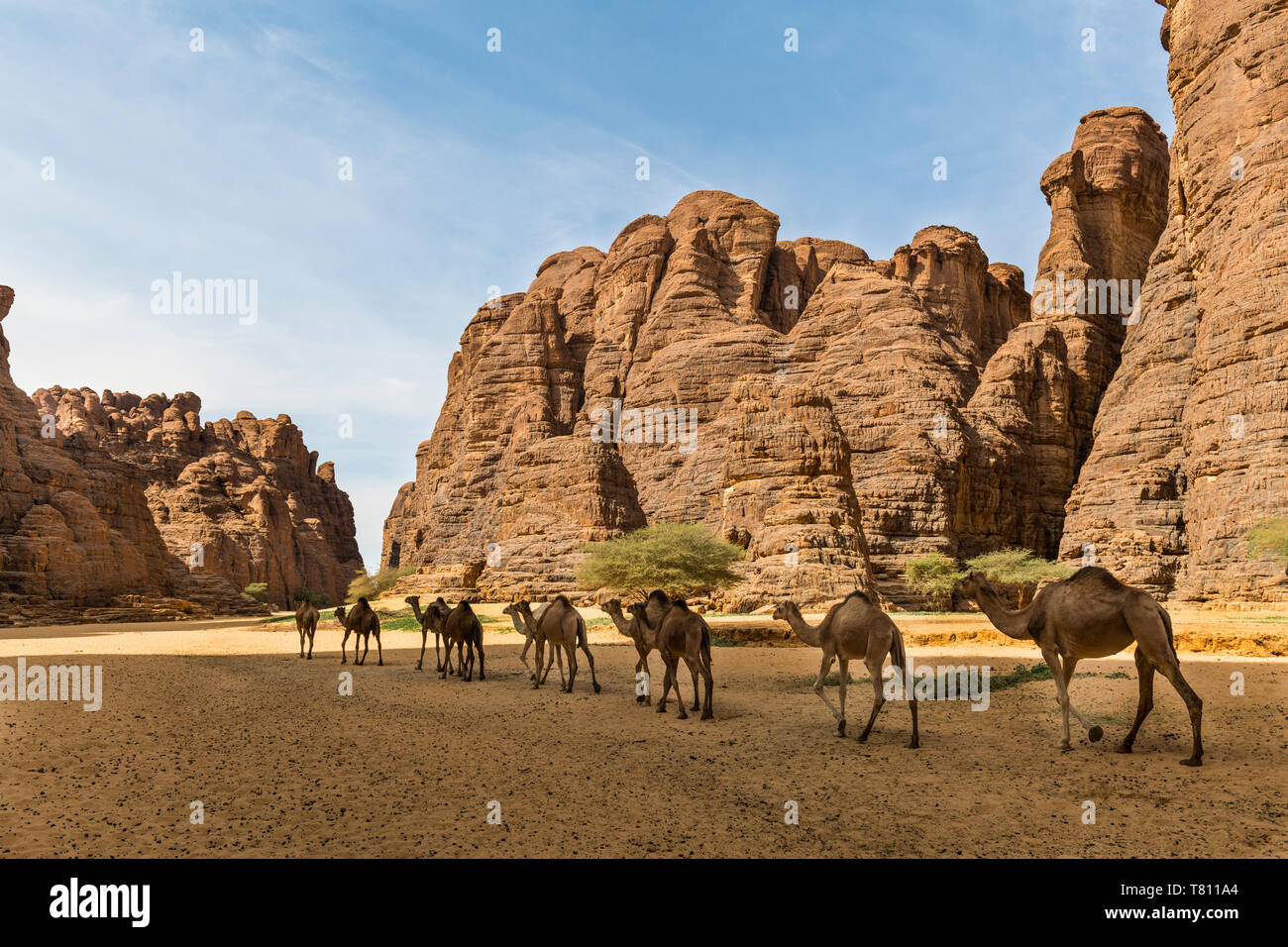 Gli animali in un fiume in un anfiteatro di roccia, Ennedi altopiano, Sito Patrimonio Mondiale dell'UNESCO, la regione di Ennedi, Ciad, Africa Foto Stock