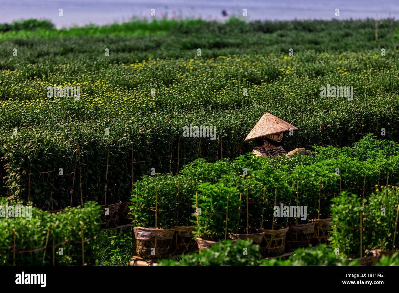 Villaggio di agricoltori nel Delta del Mekong lontano dalla intensa vita di città di Saigon, Vietnam, Indocina, Asia sud-orientale, Asia Foto Stock