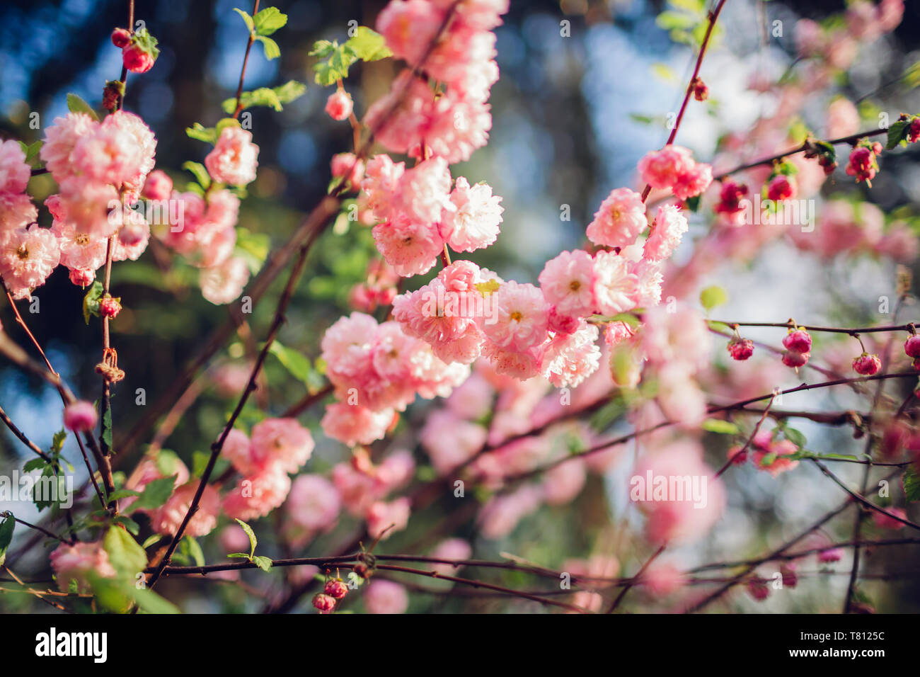 Close up luiseania in fiore nel giardino di primavera. Fioritura di rosa  fiori di mandorla tre-lama Foto stock - Alamy