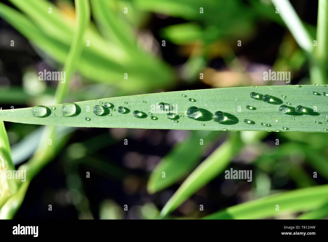 Dewdrops su una foglia di Iris gialla fiore Foto Stock