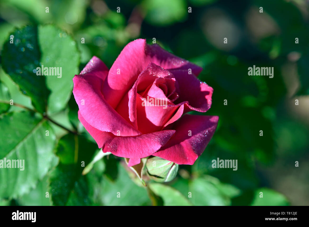 Rose fiore con dewdrops Foto Stock
