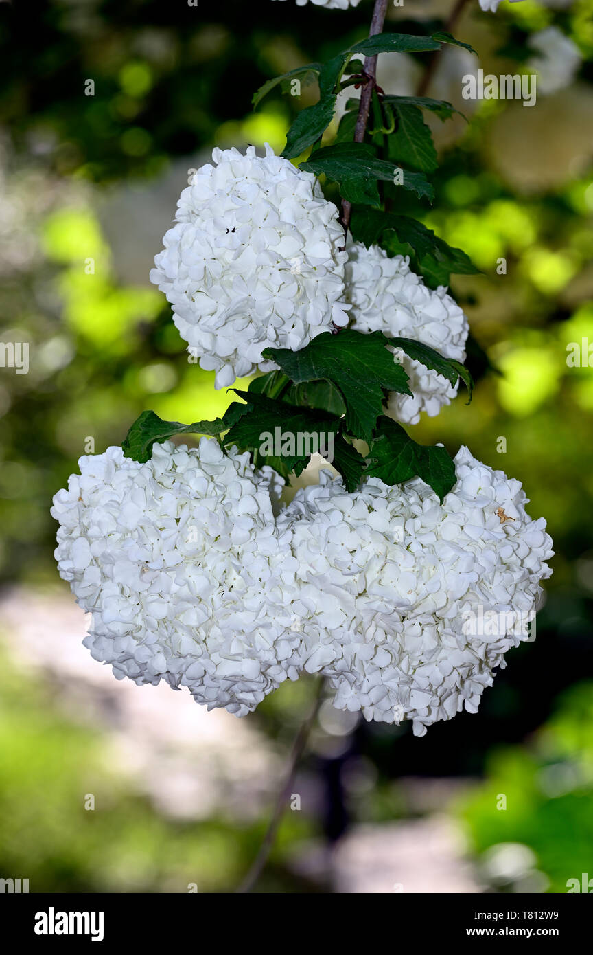 Viburno piante di rose Foto Stock