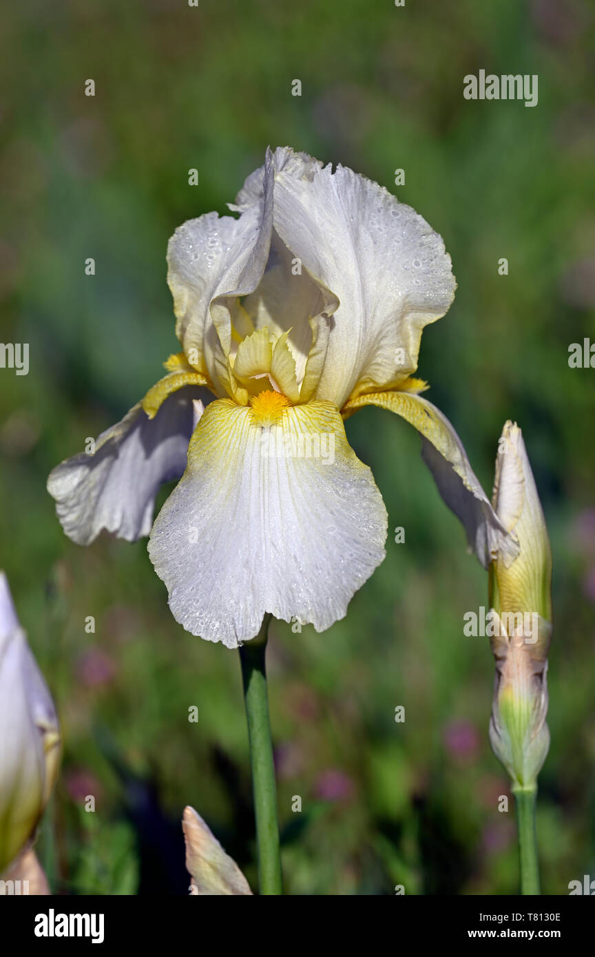 Iride Bianco fiore Foto Stock