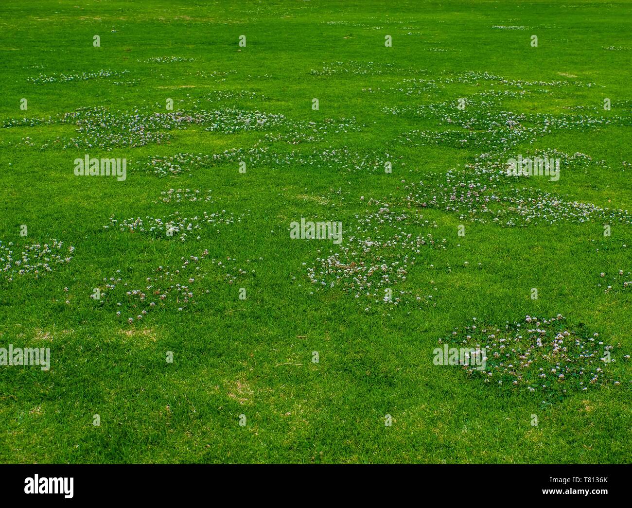 Prato verde con alcune macchie di fiori di trifoglio Foto Stock