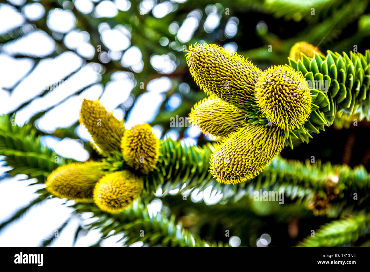 Monkey Puzzle Tree (Araucaria araucana) a Kew Gardens, London, Regno Unito Foto Stock