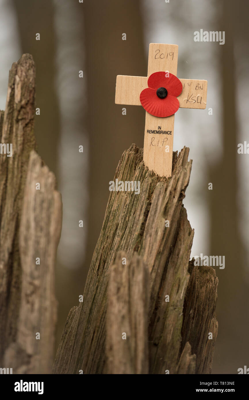 Il papavero croce sulla guerra albero danneggiato da un campo di battaglia della prima guerra mondiale. Foto Stock