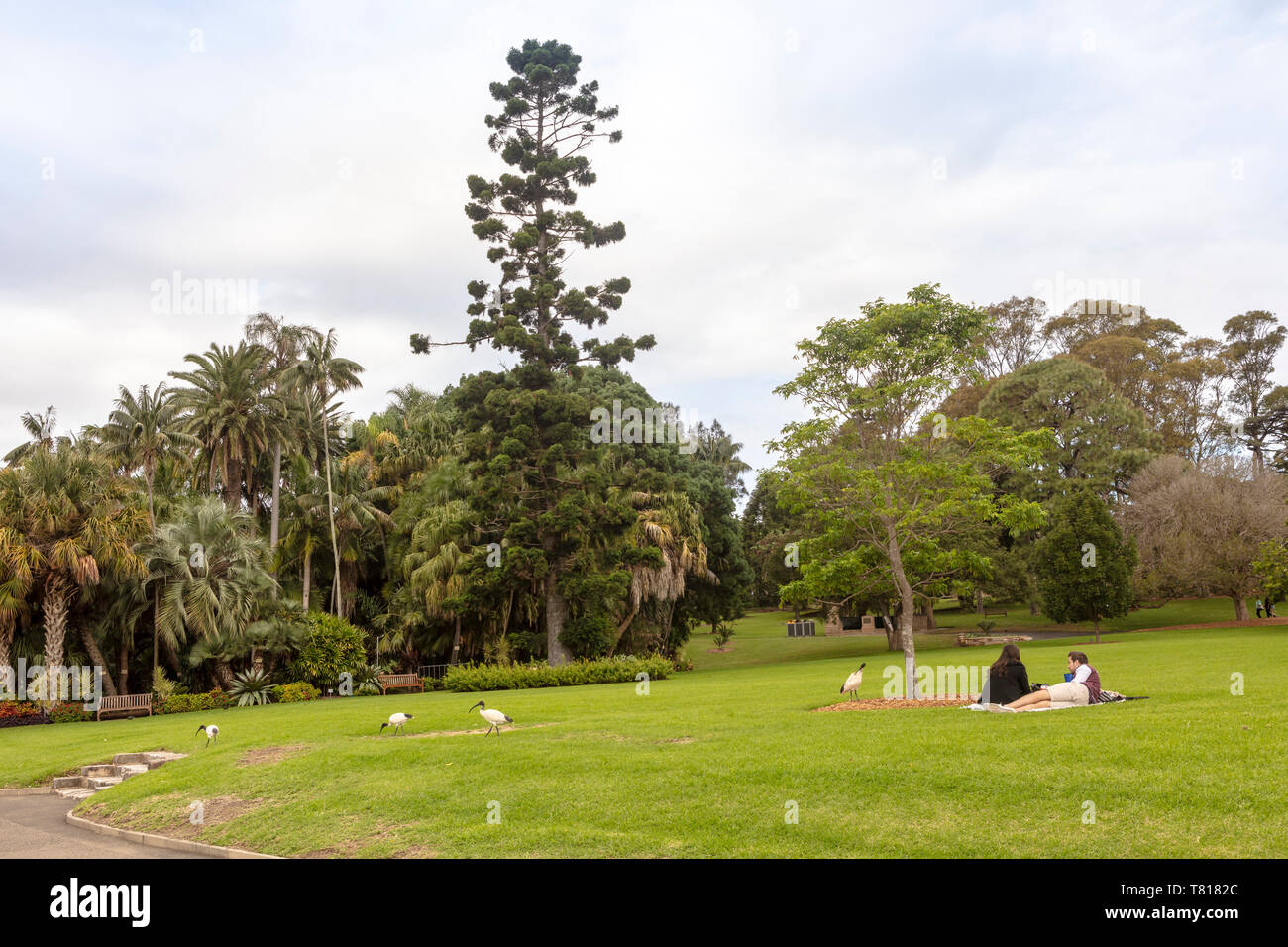 Parco australiano in scena con la coppia giovane picnic e godendo di azienda di bianco Ibis uccelli. Foto Stock
