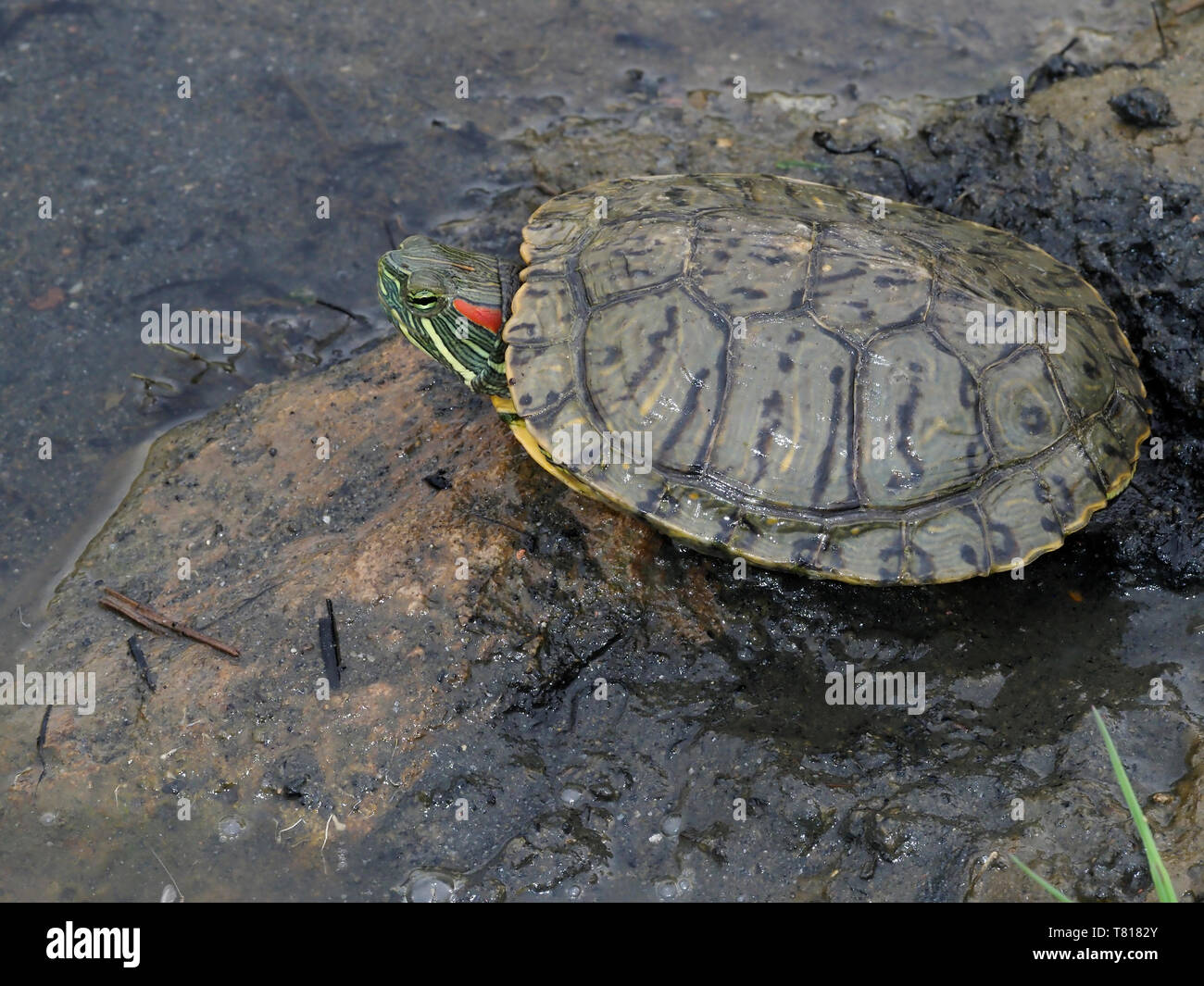 Rosso-eared slider Trachemys scripta elegans, Bulgaria, Aprile 2019 Foto Stock