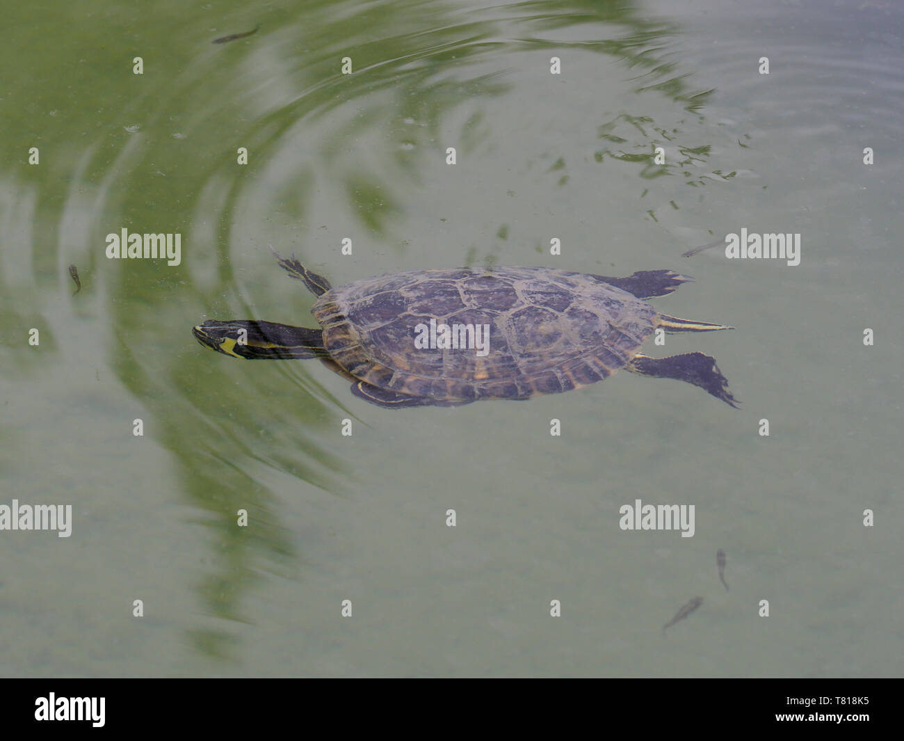 A becco giallo slider Trachemys scripta scripta, Bulgaria, Aprile 2019 Foto Stock
