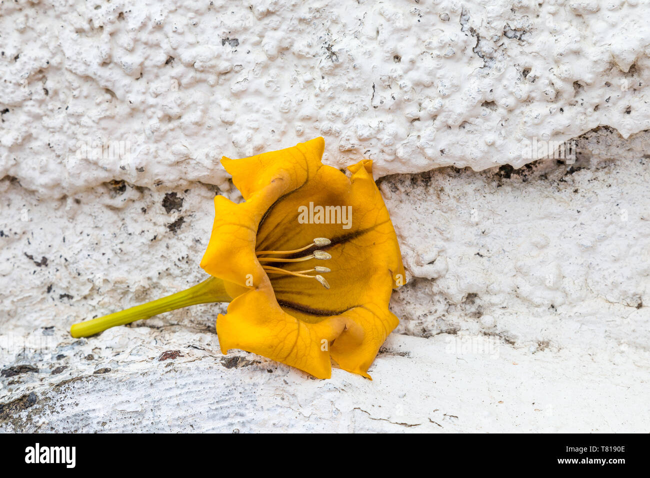 Un calice di fiore giallo sul muro bianco, Tenerife, Isole Canarie Foto Stock