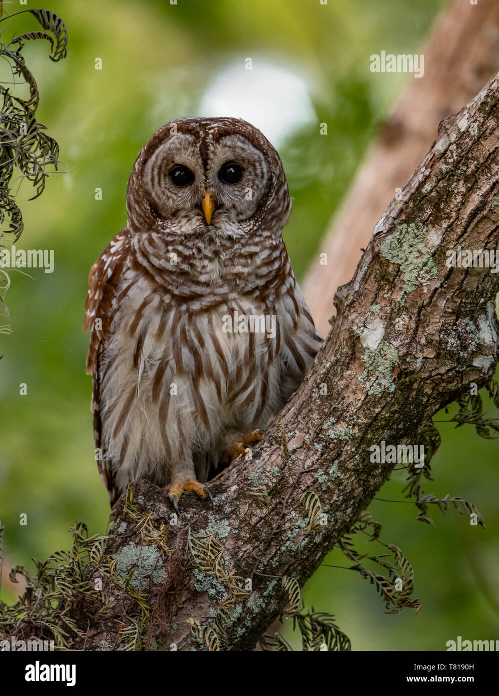 Bloccate il Gufo in Florida Foto Stock