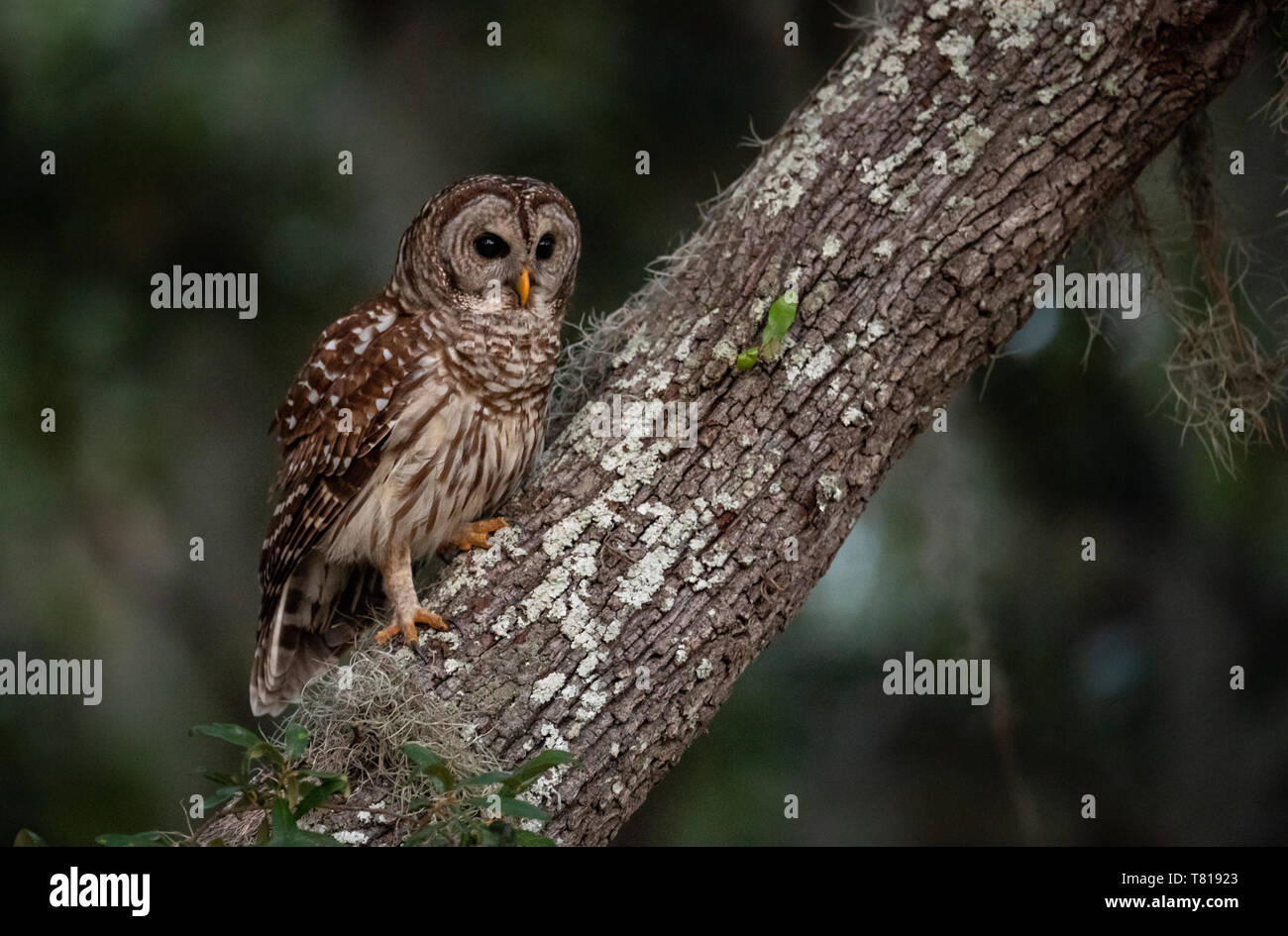 Bloccate il Gufo in Florida Foto Stock