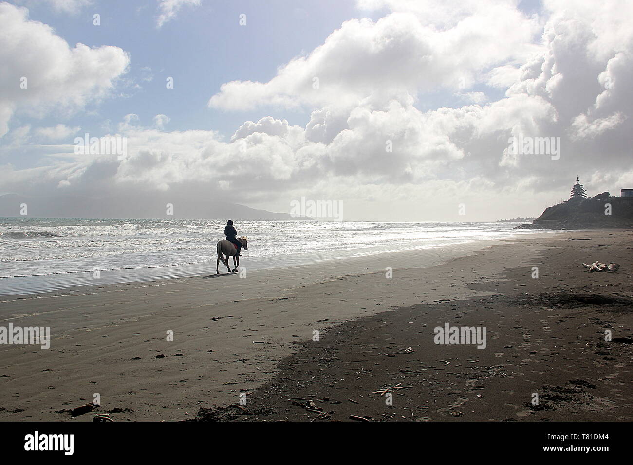 Solitario cavaliere a cavallo sulla spiaggia dell'oceano Foto Stock