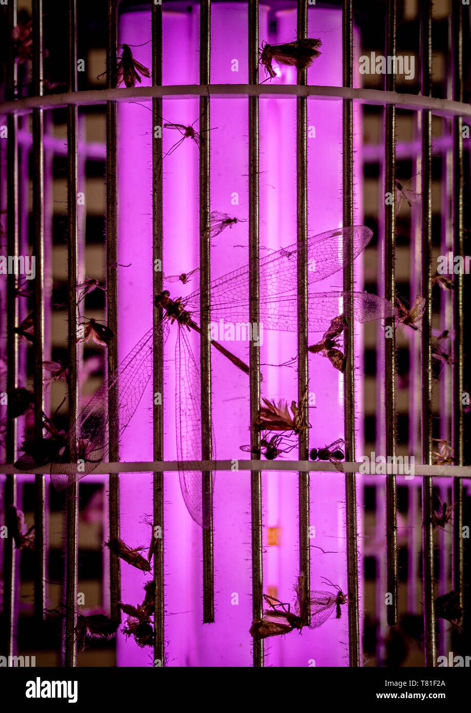 Gli insetti morti catturato sulla zanzara trappola fly, stagliano mediante trappole UV della luce ultravioletta, estinzione di insetti mediante azione umana nozione Foto Stock