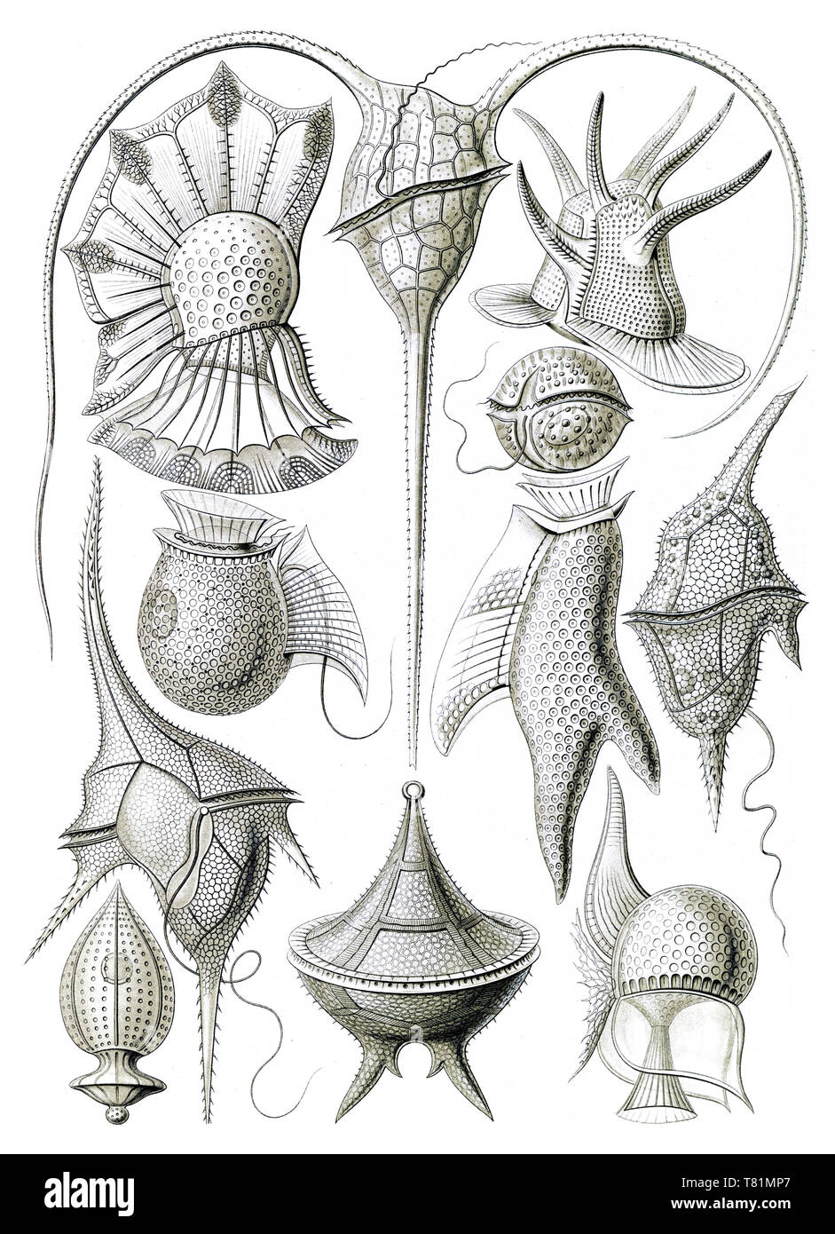 Ernst Haeckel, Dinoflagellates Foto Stock