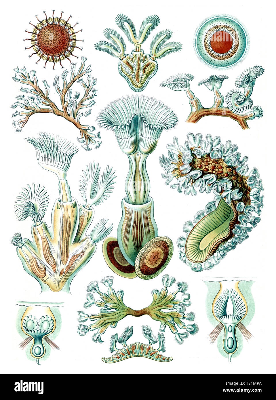 Ernst Haeckel, briozoi invertebrati acquatici Foto Stock