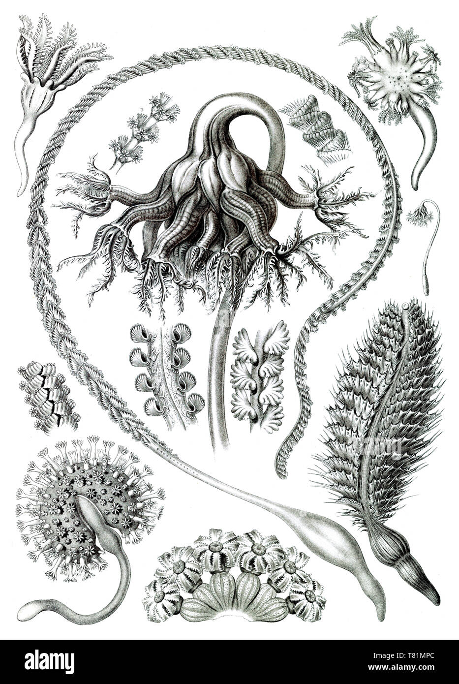 Ernst Haeckel, Pennatulida, mare penne Foto Stock