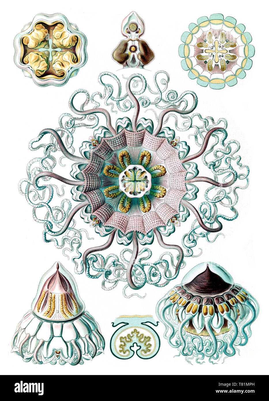 Ernst Haeckel, Cnidaria, Medusa Foto Stock