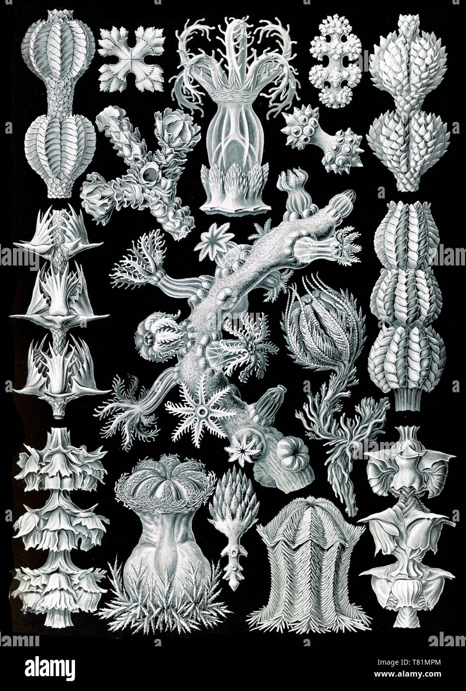 Ernst Haeckel, Gorgoniidae, coralli molli Foto Stock