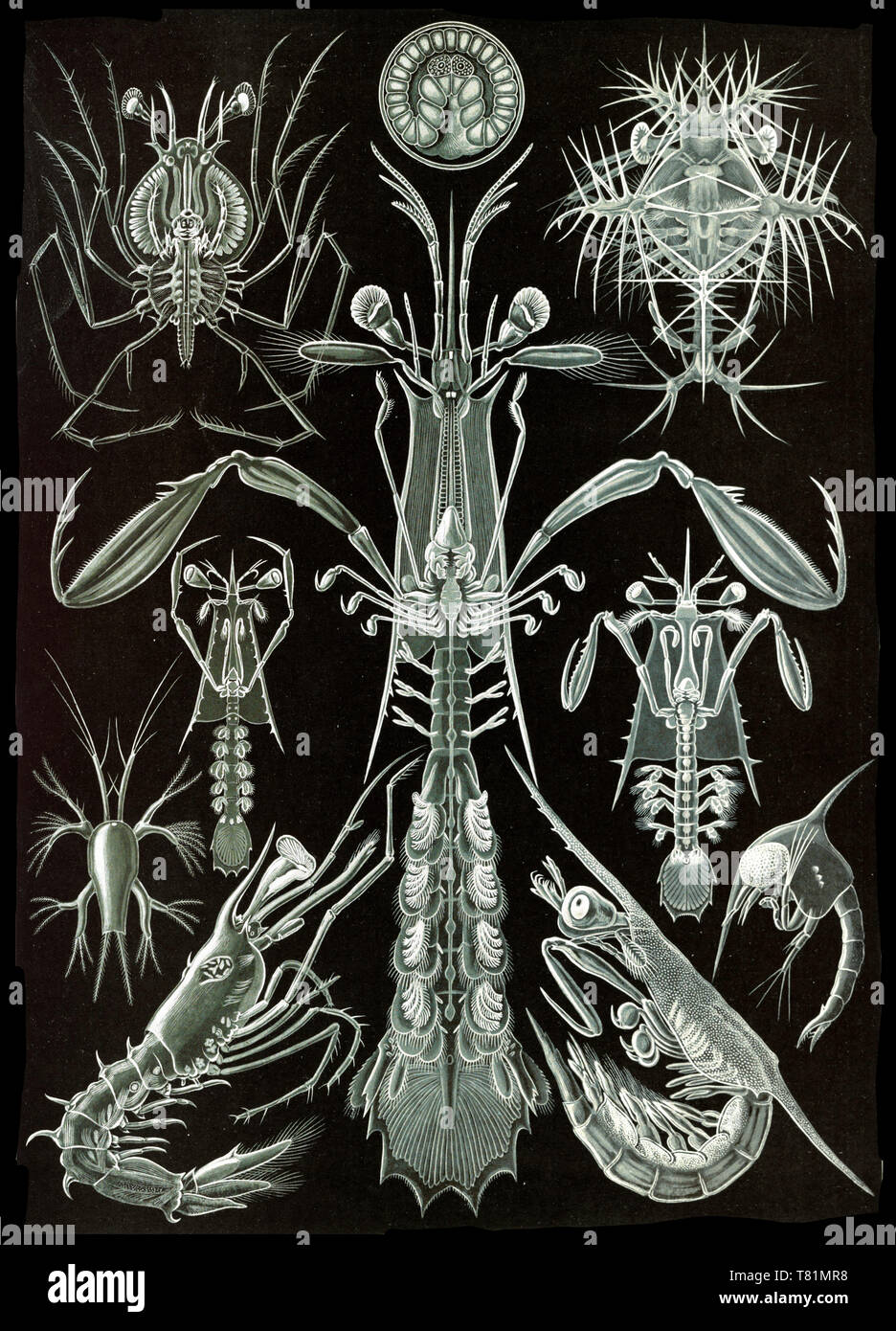 Ernst Haeckel, Thoracostraca, Crostacei Foto Stock