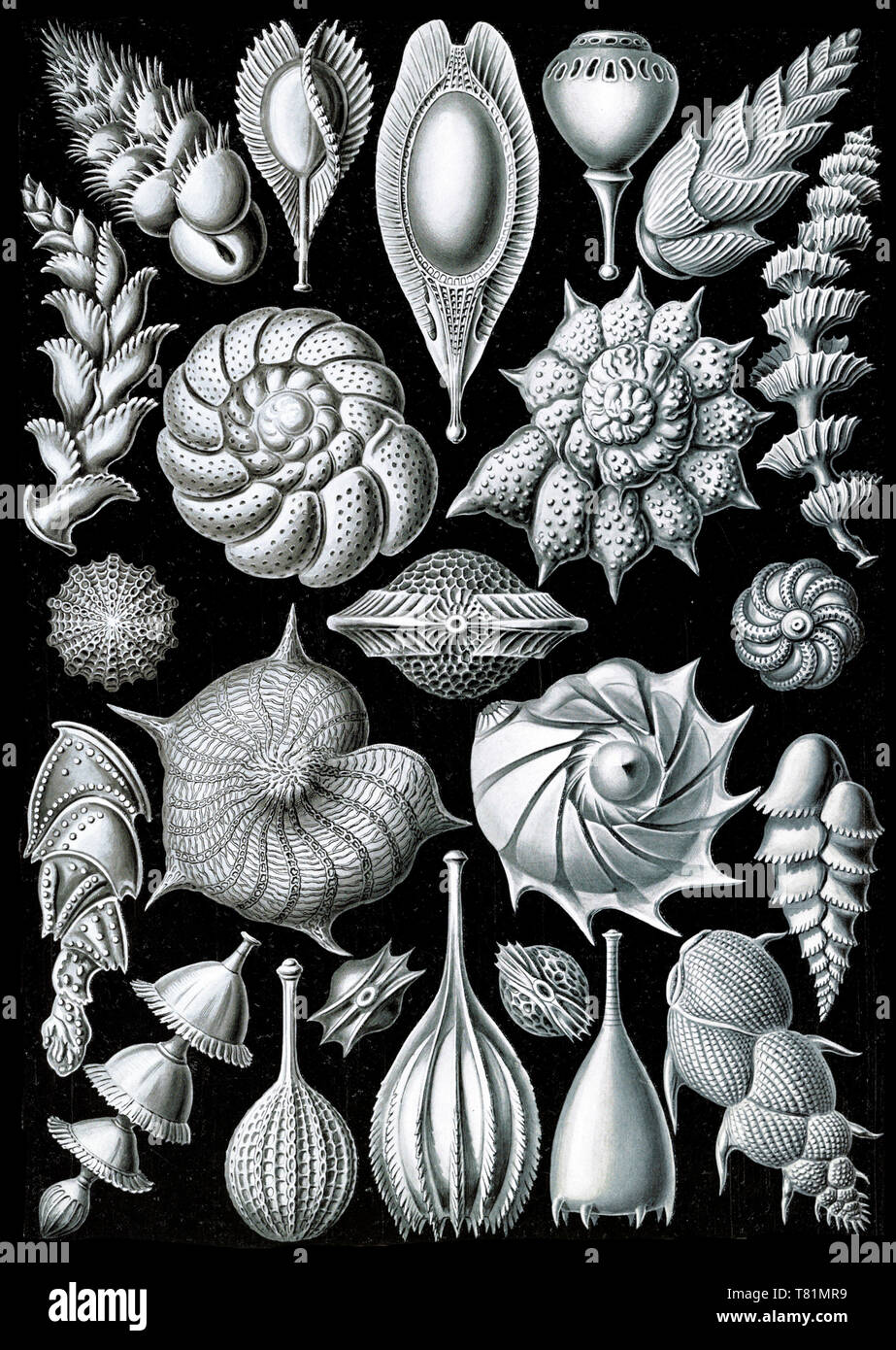 Ernst Haeckel, foraminiferi, protisti Foto Stock